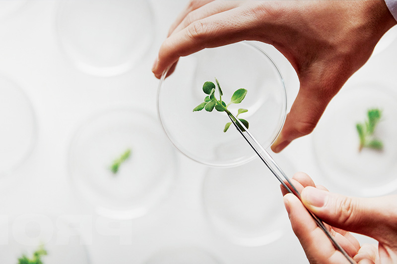 植酸在食品抗氧化、防腐中的應用